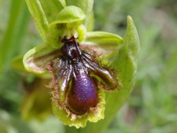 Ophrys_vernixia__Mendiga_bas